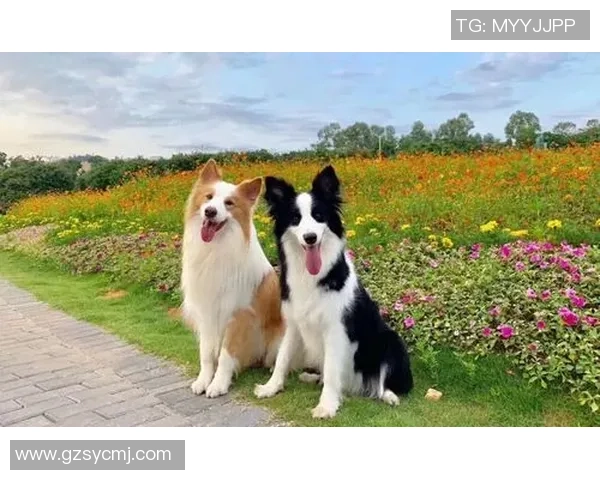 养猫的足球明星是谁他与爱猫的温馨故事揭秘 养猫的足球明星是谁他与爱猫的温馨故事揭秘